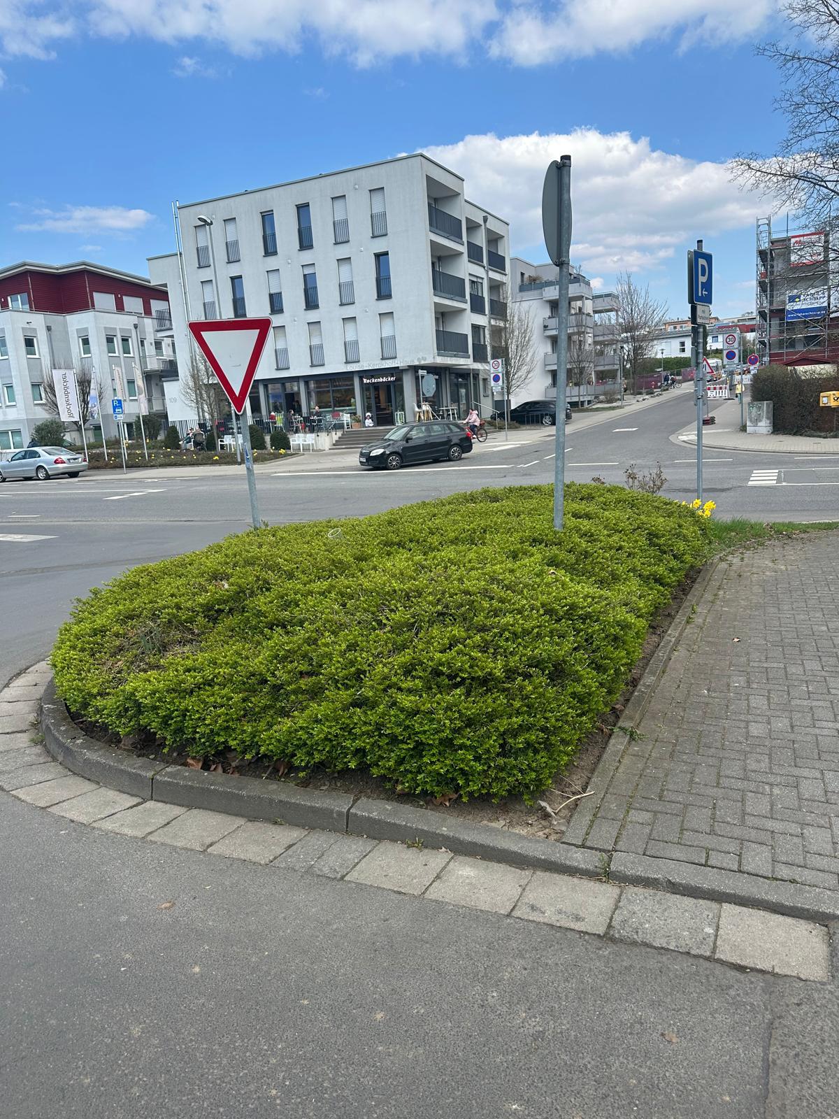 Formgeschnittene Buchshecke auf einer begrünten Verkehrsinsel