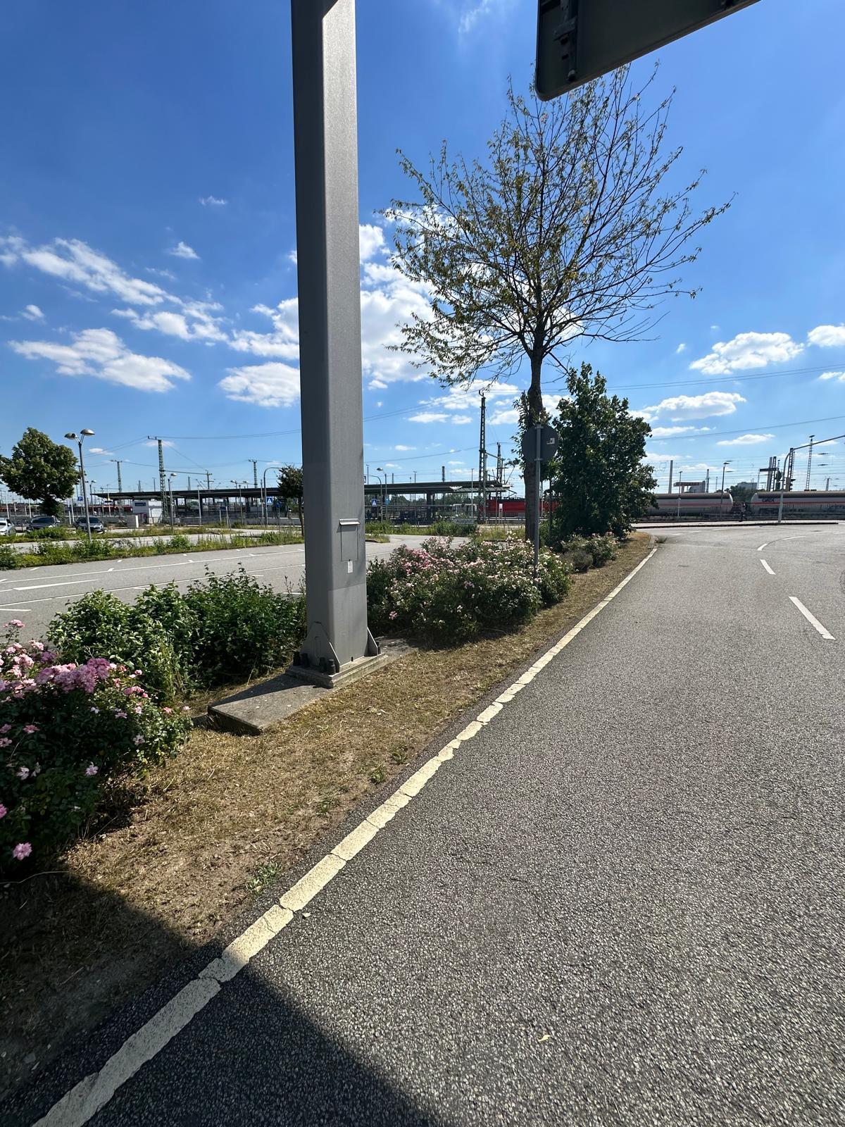 Blühende Rosenbeete entlang einer Parkfläche an einem sonnigen Tag